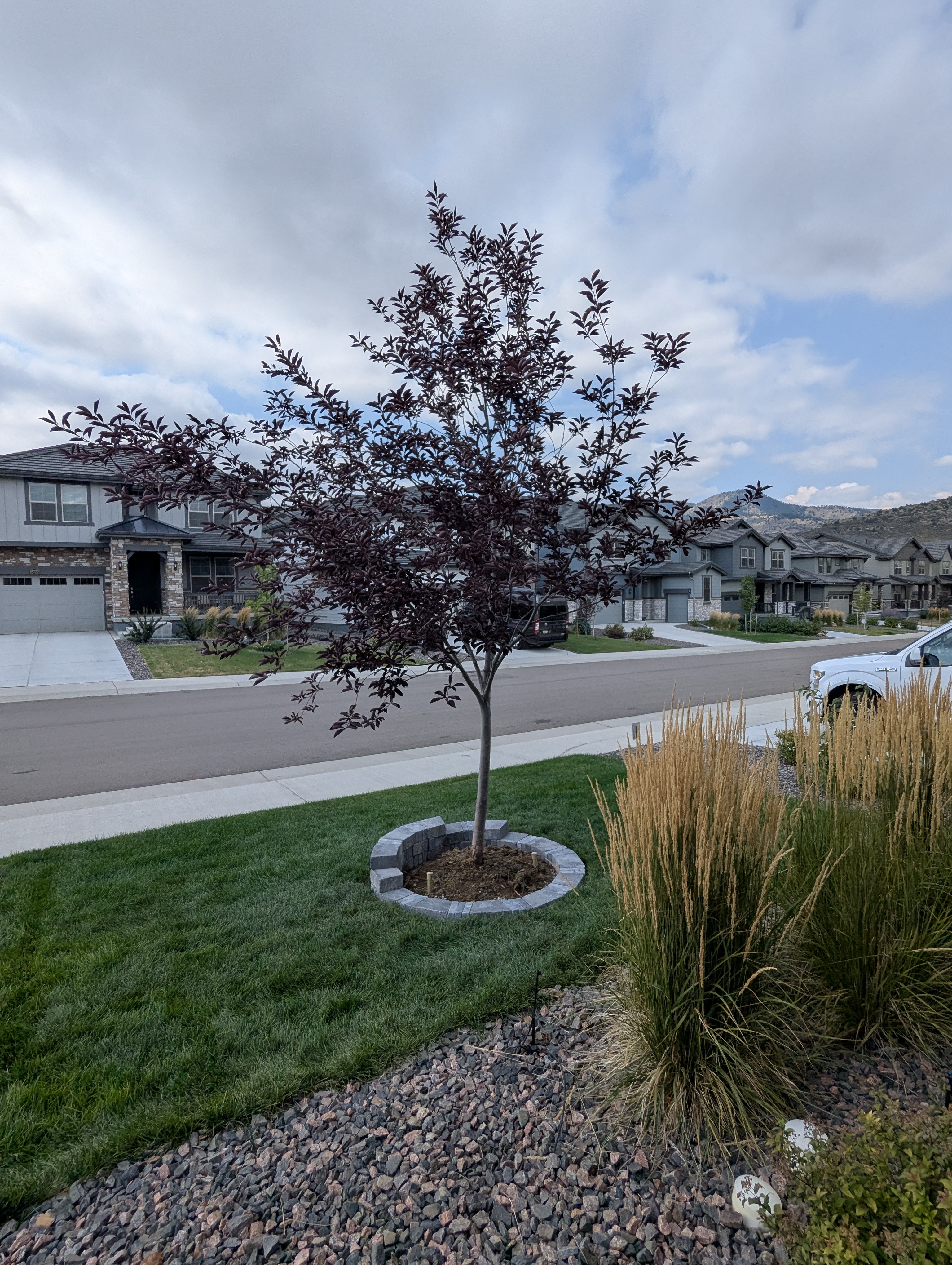 Tree Ring, Home Improvement, Morrison, Colorado